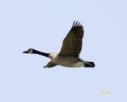 Canada Goose